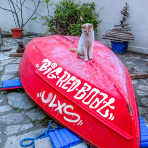 un bateau rouge posé au sol à l'envers avec un chat blanc dessus et un chat gris derrière qui le regarde. The text written on the boat it's for the album name and the artist. BIG RED BOAT by ULXS